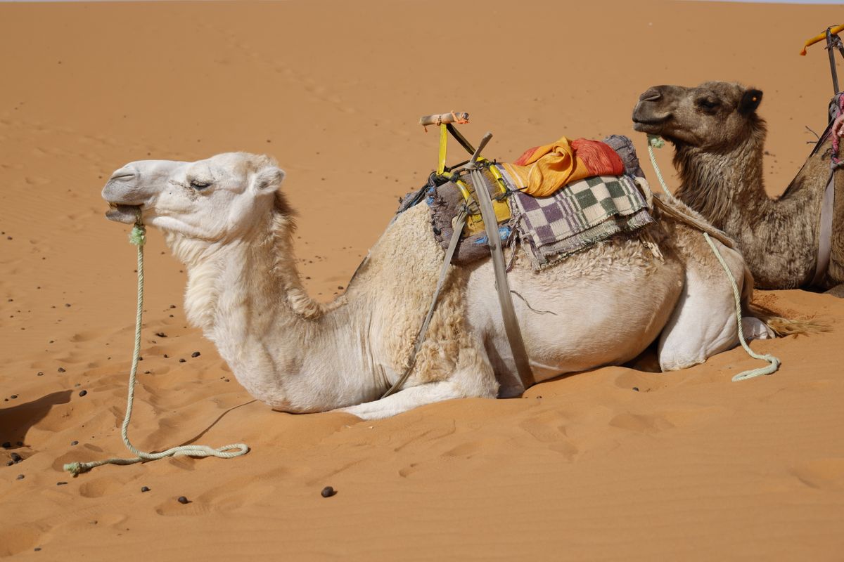 3-Day Sahara Desert Tour
